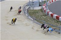 dostihy_chrtu_Greyhound_Park_Motol_race_IMG_9734.JPG