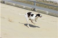 dostihy_chrtu_Greyhound_Park_Motol_race_IMG_9742.JPG