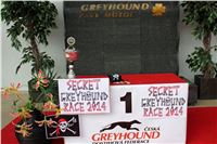 1_Dostihy_chrtu_Secret_Race_Greyhound_Park_Motol_2__IMG_9822.JPG