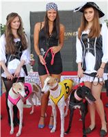 Dostihy_chrtu_Secret_Race_Greyhound_Park_Motol_2_IMG_0031.JPG