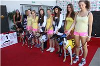 Dostihy_chrtu_Secret_Race_Greyhound_Park_Motol_2_IMG_0056.JPG