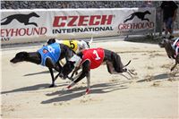 Dostihy_chrtu_Secret_Race_Greyhound_Park_Motol_2_IMG_0099.JPG