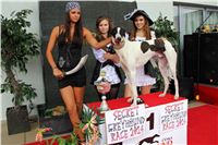 Dostihy_chrtu_Secret_Race_Greyhound_Park_Motol_2_IMG_0259.JPG