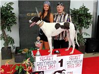 Dostihy_chrtu_Secret_Race_Greyhound_Park_Motol_2_IMG_0269.JPG