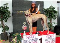 Dostihy_chrtu_Secret_Race_Greyhound_Park_Motol_2_IMG_0295.JPG