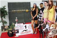 Dostihy_chrtu_Secret_Race_Greyhound_Park_Motol_2_IMG_9955.JPG