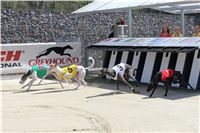 Dostihy_chrtu_Secret_Race_Greyhound_Park_Motol_2_IMG_9974.JPG