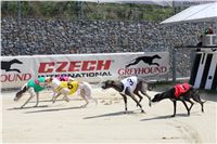 Dostihy_chrtu_Secret_Race_Greyhound_Park_Motol_2_IMG_9975.JPG