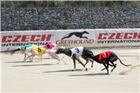 Dostihy_chrtu_Secret_Race_Greyhound_Park_Motol_2_IMG_9976.JPG