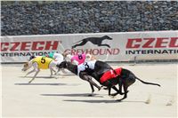 Dostihy_chrtu_Secret_Race_Greyhound_Park_Motol_2_IMG_9977.jpg