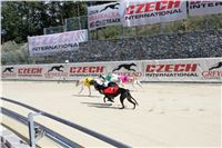 Dostihy_chrtu_Secret_Race_Greyhound_Park_Motol_2_IMG_9978.JPG