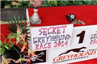 Dostihy_chrtu_Secret_Race_Greyhound_Park_Motol_2_IMG_v_9826.JPG