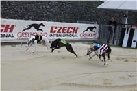 Dostihy_chrtu_zavody_slapadel_chrti_zavodiste_Greyhound_Park_Motol_IMG_0618.JPG