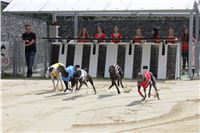 Dostihy_chrtu_zavody_slapadel_chrti_zavodiste_Greyhound_Park_Motol_IMG_0680.JPG