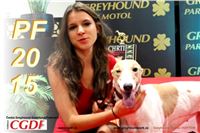 Czech Greyhound Racing News 4/2014
