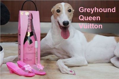 Greyhound_Queen_Vuitton_Czech_Greyhound_Racing_Federation_Prague_Motol.jpg