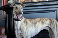 Greyhound_Kinloch_Moet_Czech_Greyhound_Racing_Federation_Prague_Motol_IMG_8168.JPG