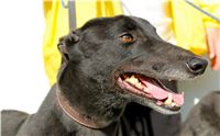 First_Solo_Racing_2015_Greyhound_Park_Motol_15.jpg