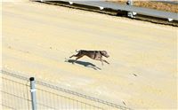 First_Solo_Racing_2015_Greyhound_Park_Motol_30.jpg