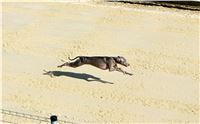 First_Solo_Racing_2015_Greyhound_Park_Motol_31.jpg