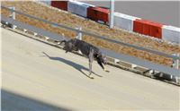 First_Solo_Racing_2015_Greyhound_Park_Motol_37.jpg