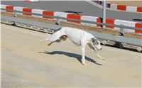 First_Solo_Racing_2015_Greyhound_Park_Motol_47.jpg