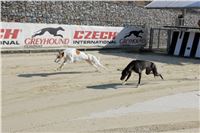 First_Solo_Racing_2015_Greyhound_Park_Motol_66.jpg