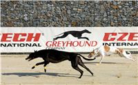 First_Solo_Racing_2015_Greyhound_Park_Motol_72.jpg