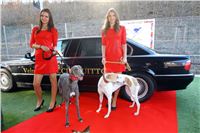 Greyhound_Park_Motol_Golden_Greyhound_Awards_Chrti_Oskari_PANK1918_resize.jpg