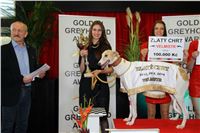 Greyhound_Park_Motol_Golden_Greyhound_Awards_Chrti_Oskari_PANK2299_resize.jpg