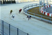 Greyhound_Park_Motol_Golden_Greyhound_Awards_Chrti_Oskari_PANK2529_resize.jpg