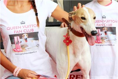 Queen_VUITTON_Fan_Club_Greyhound_Park_Motol_Prague_Racing_IMG_IMG_3459_v2.JPG