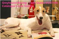 1_Queen_Vuitton_Lady_Czech_Greyhound_Racing_Greyhound_Park_Motol_Prague_NQ1M0093.JPG