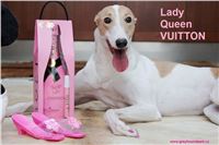 2_Greyhound_Lady_Queen_VUITTON_Czech_Greyhound_Racing_Greyhound_Park_Motol.jpg