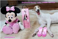 3_Greyhound_Lady_Queen_Vuitton_Czech_Greyhound_Racing_Greyhound_Park_Motol.jpg