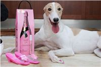 Greyhound_Birthday_Queen_Vuitton_pink_maskara_champagne_Czech_Greyhound_Racing.JPG