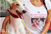 Queen_VUITTON_Fan_Club_Greyhound_Park_Motol_Prague_Racing_IMG_3359_vv.JPG