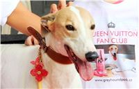 Queen_VUITTON_Fan_Club_Greyhound_Park_Motol_Prague_Racing_IMG_IMG_3459_v3.JPG