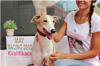 Queen_Vuitton_Fan_Club_Czech_Greyhound_Racing_Greyhound_Park_Motol_Prague_IMG_3349_r.jpg