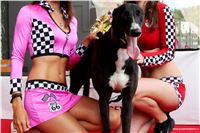 Czech Greyhound Racing News 3/2015
