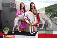 Dostihy_chrtu_GRAND_PRIX_2015_Greyhound_Park_Motol_Prague_IMG_4073.JPG