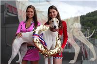 Dostihy_chrtu_GRAND_PRIX_2015_Greyhound_Park_Motol_Prague_IMG_4075.JPG