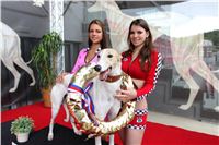 Dostihy_chrtu_GRAND_PRIX_2015_Greyhound_Park_Motol_Prague_IMG_4087.JPG