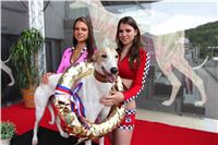 Dostihy_chrtu_GRAND_PRIX_2015_Greyhound_Park_Motol_Prague_IMG_4088.JPG