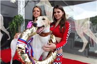 Dostihy_chrtu_GRAND_PRIX_2015_Greyhound_Park_Motol_Prague_IMG_4090.JPG