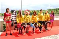 Dostihy_chrtu_GRAND_PRIX_2015_Greyhound_Park_Motol_Prague_IMG_4136.JPG