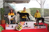 Dostihy_chrtu_GRAND_PRIX_2015_Greyhound_Park_Motol_Prague_IMG_4152.JPG