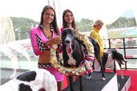 Dostihy_chrtu_GRAND_PRIX_2015_Greyhound_Park_Motol_Prague_IMG_4169.JPG