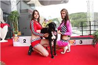 Dostihy_chrtu_GRAND_PRIX_2015_Greyhound_Park_Motol_Prague_IMG_4177.JPG