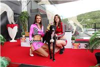 Dostihy_chrtu_GRAND_PRIX_2015_Greyhound_Park_Motol_Prague_IMG_4185.JPG